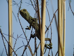 Chamaeleo chamaeleon chamaeleon