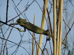 Chamaeleo chamaeleon chamaeleon