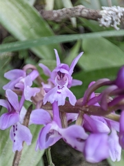 Orchis olbiensis