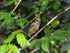 Pogoniulus leucomystax