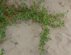 Tetragonia decumbens