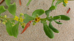 Tetragonia decumbens