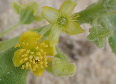 Tetragonia decumbens