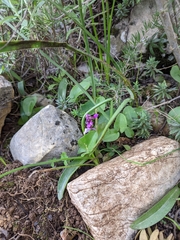 Orchis olbiensis