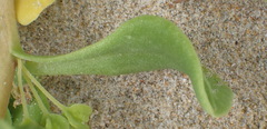 Tetragonia decumbens