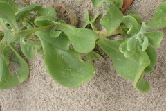 Tetragonia decumbens