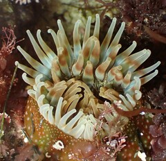 Urticina felina