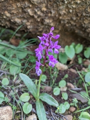 Orchis olbiensis