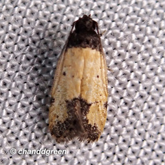 Tyrolimnas anthraconesa