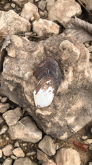 Uniomerus tetralasmus