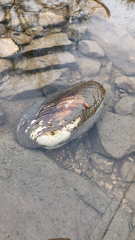 Uniomerus tetralasmus