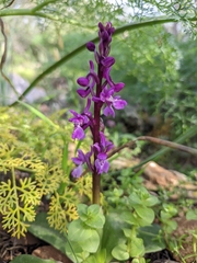 Orchis olbiensis