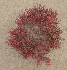 Salicornia meyeriana