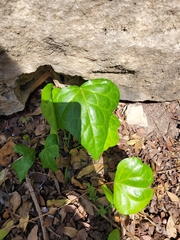 Hedera colchica
