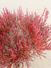Salicornia meyeriana
