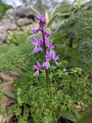 Orchis olbiensis