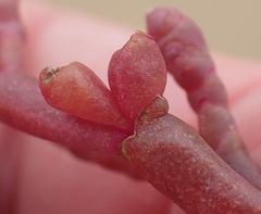 Salicornia meyeriana