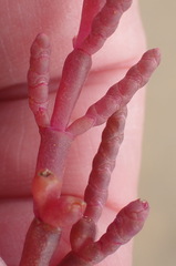 Salicornia meyeriana