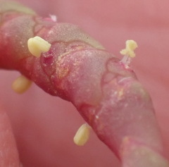 Salicornia meyeriana