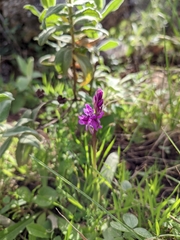 Orchis olbiensis