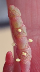 Salicornia meyeriana