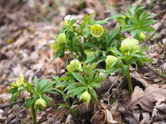 Helleborus dumetorum