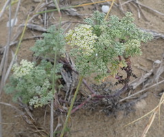 Dasispermum suffruticosum