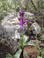 Orchis olbiensis