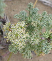 Dasispermum suffruticosum