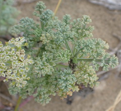 Dasispermum suffruticosum