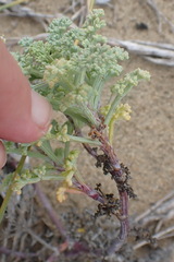Dasispermum suffruticosum