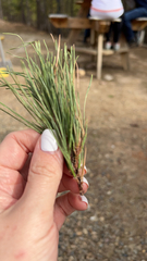 Pinus