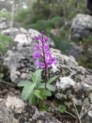 Orchis olbiensis