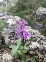 Orchis olbiensis