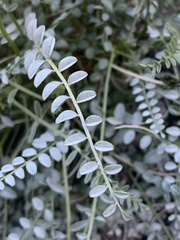 Astragalus tricarinatus