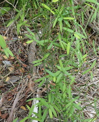 Asparagus volubilis