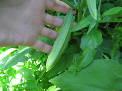 Brugmansia arborea