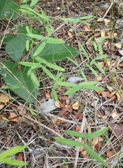 Asparagus volubilis