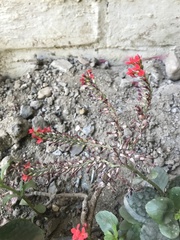 Magnoliopsida