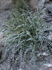 Astragalus tricarinatus