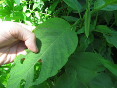 Brugmansia arborea