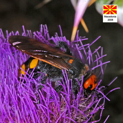 Megascolia maculata maculata