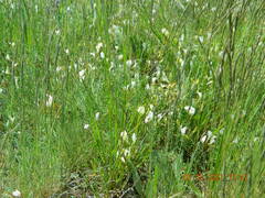 Astragalus ucrainicus