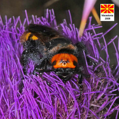 Megascolia maculata maculata