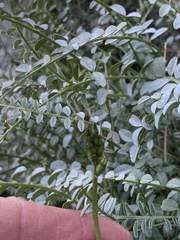 Astragalus tricarinatus