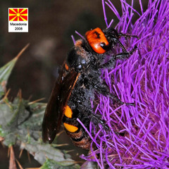 Megascolia maculata maculata