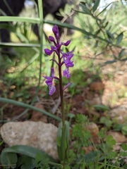 Orchis olbiensis