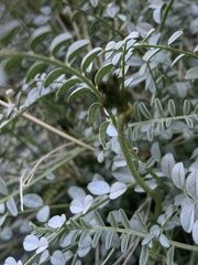 Astragalus tricarinatus