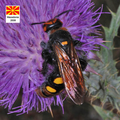 Megascolia maculata maculata