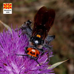 Megascolia maculata maculata